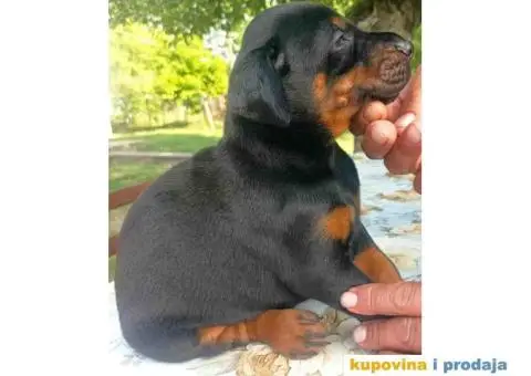 U ponudi štenci DOBERMANA,  starosti od 3-7 meseci - 6/10