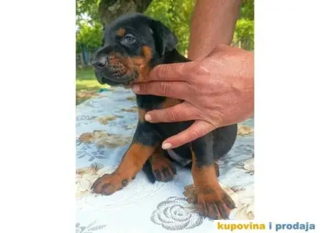 U ponudi štenci DOBERMANA,  starosti od 3-7 meseci - 7/10