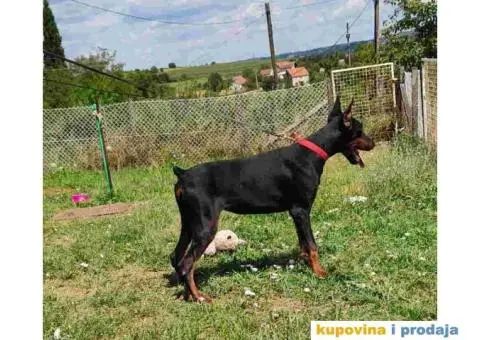 U ponudi štenci DOBERMANA,  starosti od 3-7 meseci - 8/10