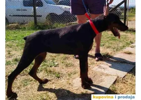 U ponudi štenci DOBERMANA,  starosti od 3-7 meseci - 9/10