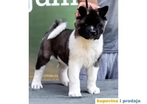 Američka Akita štenci - 1/12