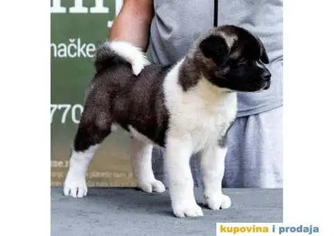Američka Akita štenci - 4/12