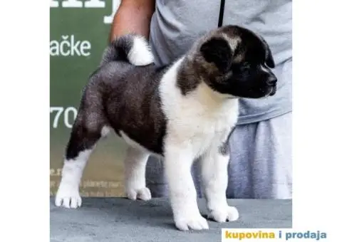 Američka Akita štenci - 5/12