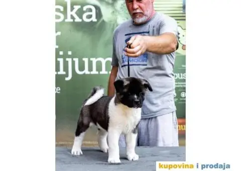 Američka Akita štenci - 6/12