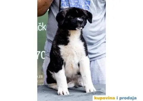 Američka Akita štenci - 7/12