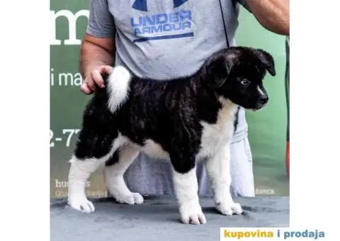 Američka Akita štenci - 8/12