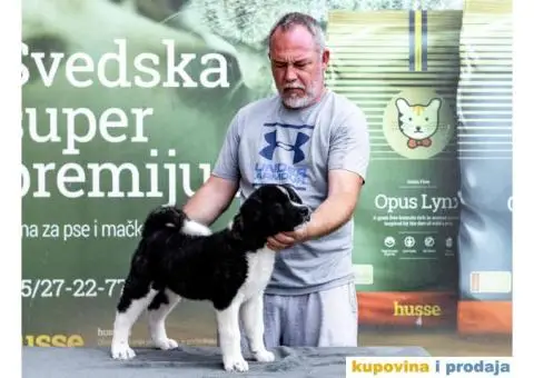 Američka Akita štenci - 10/12