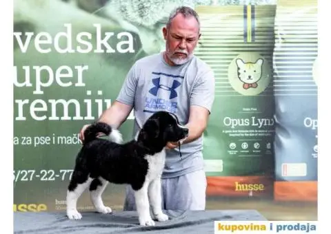 Američka Akita štenci - 12/12