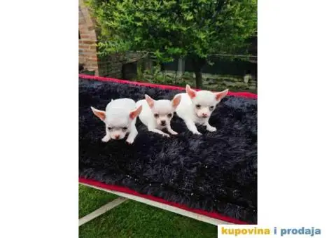 Mini ČIVAVA spremna za preuzimanje - 1/6