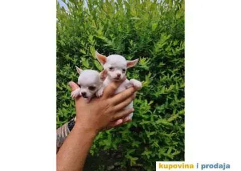 Mini ČIVAVA spremna za preuzimanje - 2/6