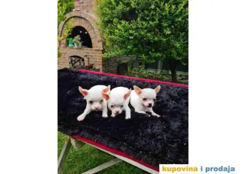 Mini ČIVAVA spremna za preuzimanje - 3/6