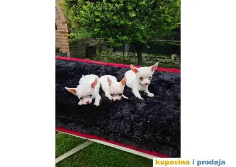 Mini ČIVAVA spremna za preuzimanje - 4/6