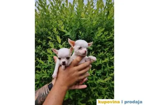 Mini ČIVAVA spremna za preuzimanje - 5/6