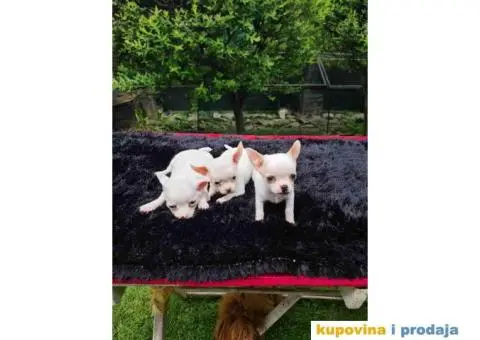 Mini ČIVAVA spremna za preuzimanje - 6/6