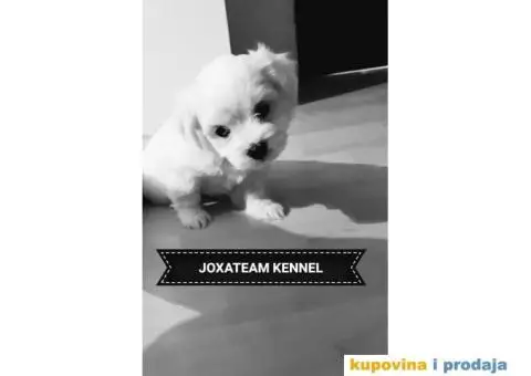 Maltezer štenci - 2/12