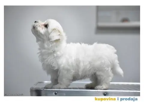 Maltezer štenci - 6/12