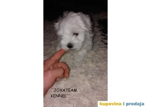 Maltezer štenci - 8/12