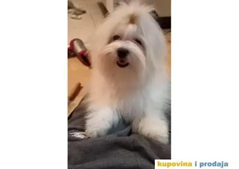 Maltezer štenci - 10/12