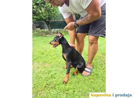 Zenka Dobermana kupirana, stara 3,5 meseca - 1/10