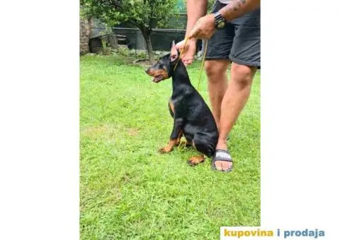 Zenka Dobermana kupirana, stara 3,5 meseca - 2/10