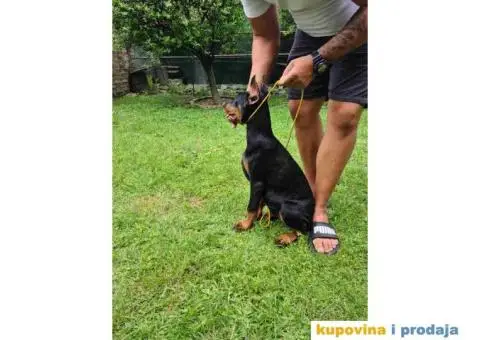 Zenka Dobermana kupirana, stara 3,5 meseca - 3/10