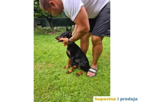 Zenka Dobermana kupirana, stara 3,5 meseca - 4/10