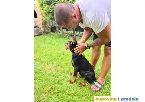 Zenka Dobermana kupirana, stara 3,5 meseca - 6/10