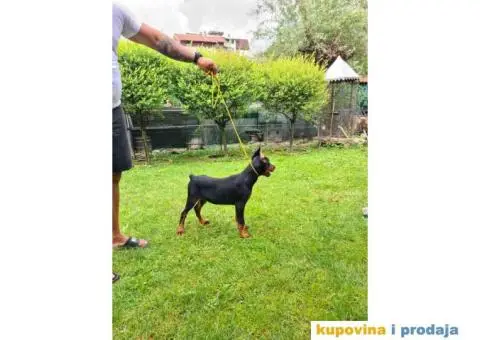 Zenka Dobermana kupirana, stara 3,5 meseca - 8/10