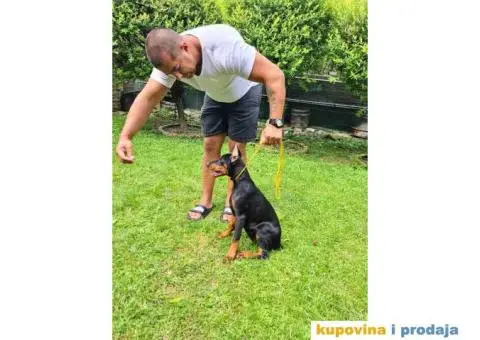Zenka Dobermana kupirana, stara 3,5 meseca - 9/10