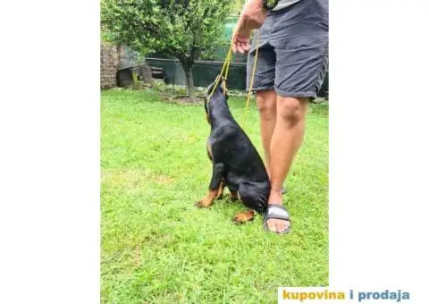 Zenka Dobermana kupirana, stara 3,5 meseca - 10/10