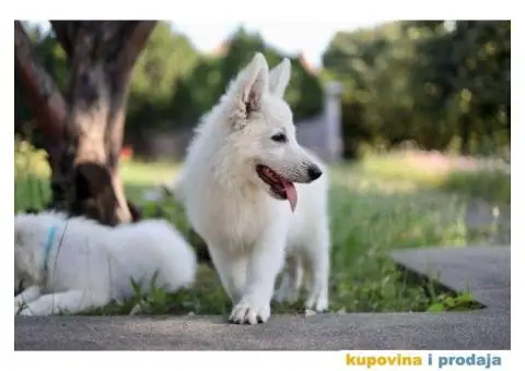 Beli švajcarski ovčar - 1/12