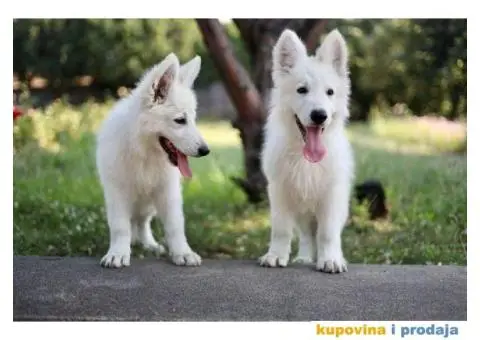 Beli švajcarski ovčar - 2/12