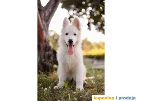 Beli švajcarski ovčar - 3/12