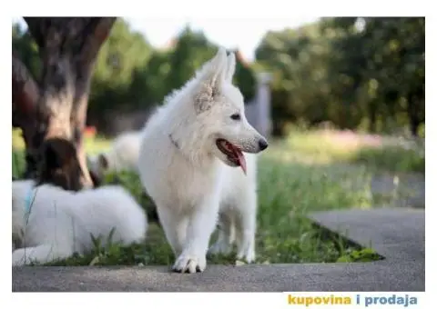 Beli švajcarski ovčar - 4/12