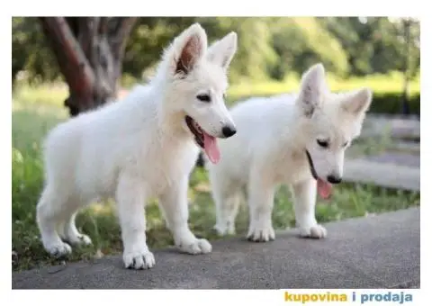 Beli švajcarski ovčar - 5/12