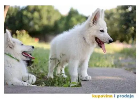 Beli švajcarski ovčar - 6/12