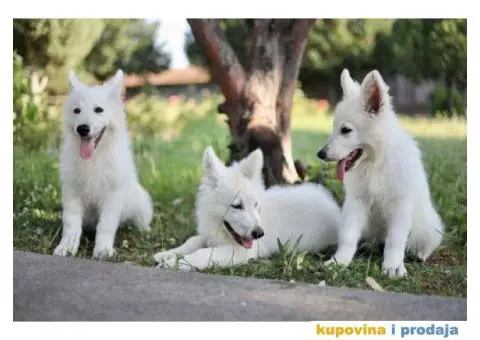 Beli švajcarski ovčar - 7/12