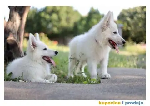 Beli švajcarski ovčar - 8/12