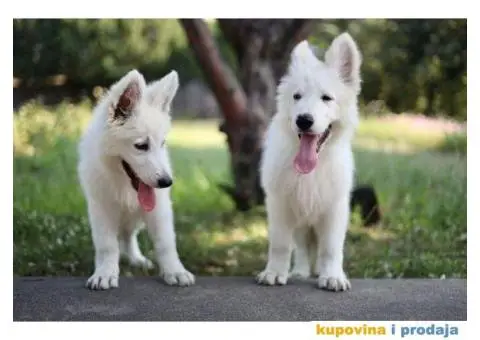 Beli švajcarski ovčar - 9/12