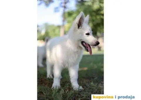 Beli švajcarski ovčar - 10/12