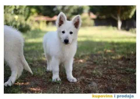 Beli švajcarski ovčar - 11/12
