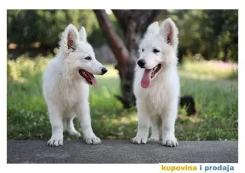 Beli švajcarski ovčar - 12/12