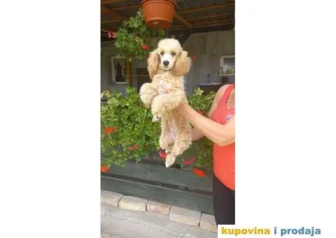 Patuljasta Pudla TOP štenci