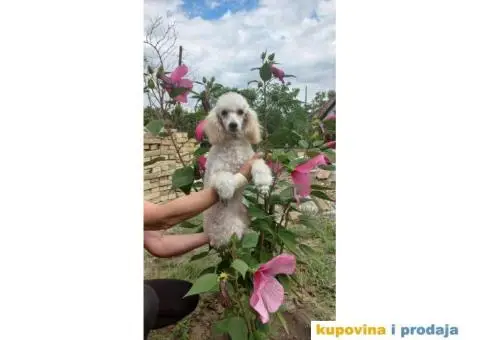 Patuljasta Pudla TOP štenci - 2/2