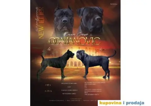 Cane Corso štenci - 1/14