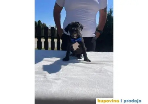 Cane Corso štenci - 3/14