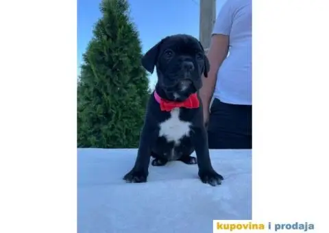 Cane Corso štenci - 4/14