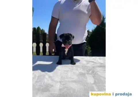 Cane Corso štenci - 6/14