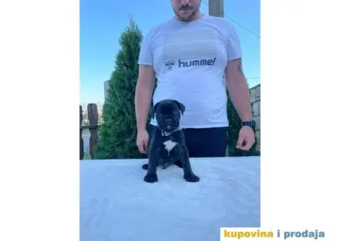 Cane Corso štenci - 7/14