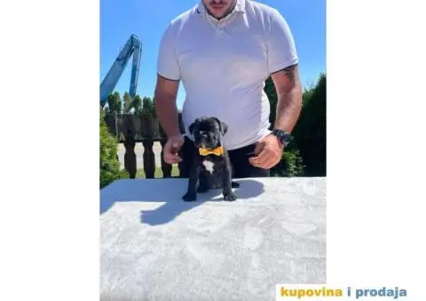 Cane Corso štenci - 8/14